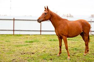 Red horse in a spacious paddock Red horse in a spacious paddock